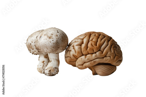 mushroom fungi next to brain shaped mushroom, on transparent background