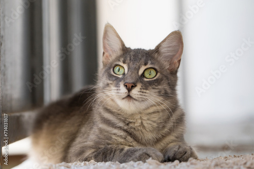 Adorable cat pet indoor portrait