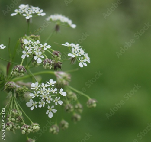 Meadow Flowers