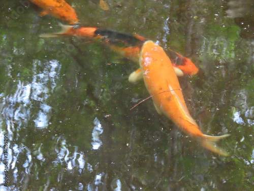 goldfish in the pond © Katia Regina 