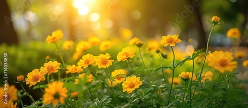 Yellow flowers bloom beautifully amidst white  creating a picturesque scene with abundant greenery and a radiant sun.