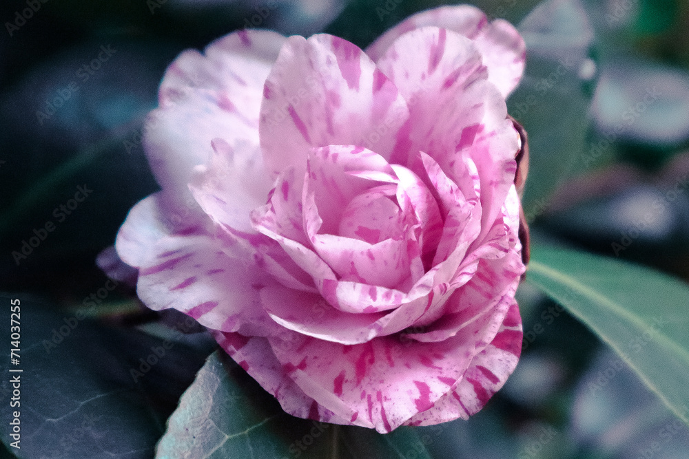 Unusual winter blooming of a mottled camellia Unusual winter blooming of a mottled camellia