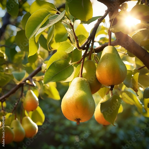 Pear garden tree ripe pears fruits images Generative AI