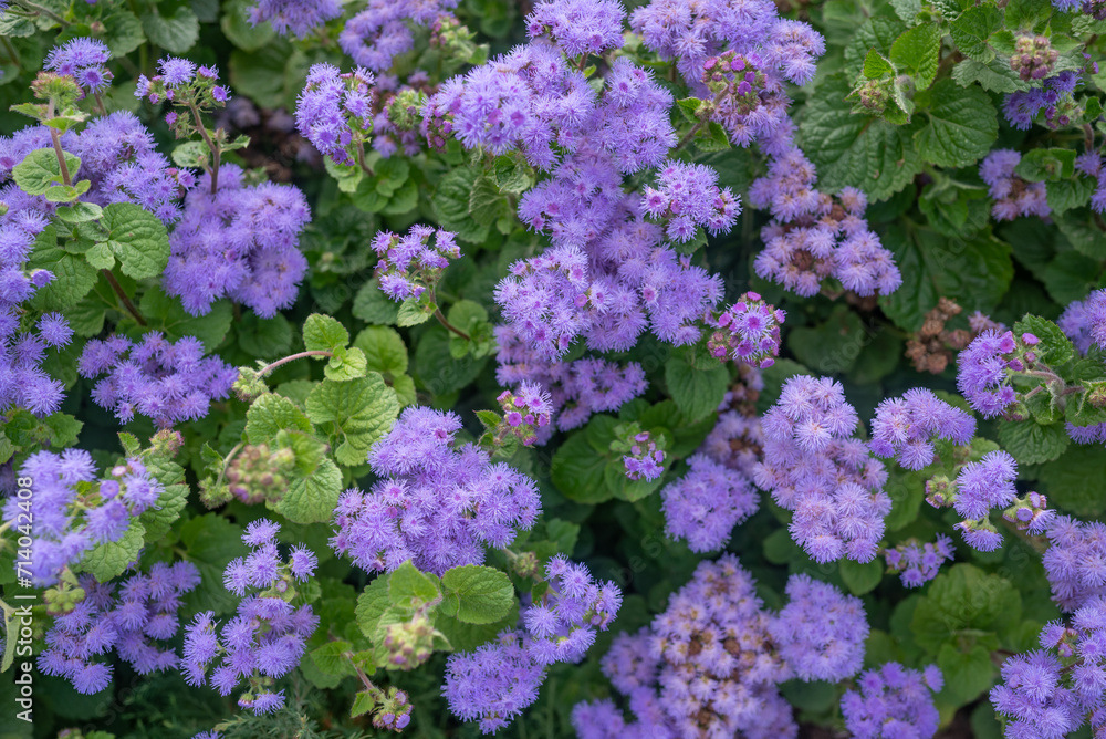 Purple flowers background. Mostly blurred fluffy lilac blossoms of bluemink Purple flowers background. Mostly blurred fluffy lilac blossoms of bluemink
