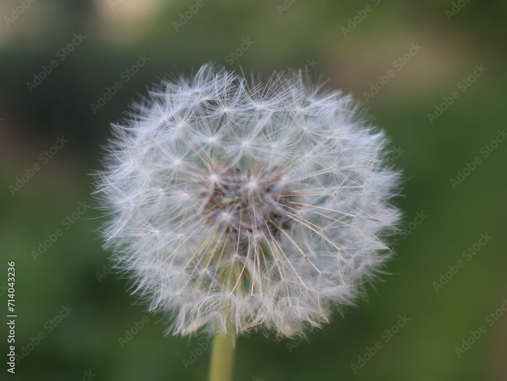 Fototapeta premium Dandelion