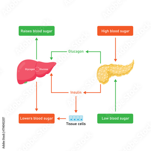 Blood Sugar Regulation Scientific Design. Vector Illustration.
