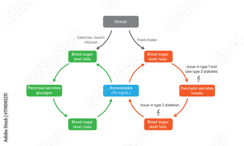 Blood Sugar Regulation Scientific Design. Vector Illustration.