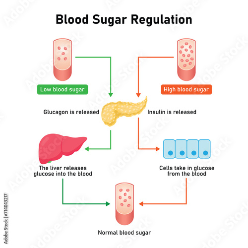 Blood Sugar Regulation Scientific Design. Vector Illustration.