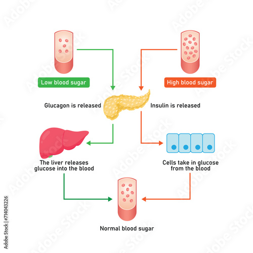 Blood Sugar Regulation Scientific Design. Vector Illustration.