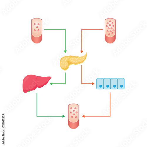 Blood Sugar Regulation Scientific Design. Vector Illustration.