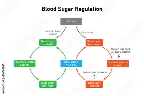 Blood Sugar Regulation Scientific Design. Vector Illustration. photo