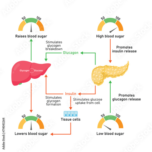 Blood Sugar Regulation Scientific Design. Vector Illustration.