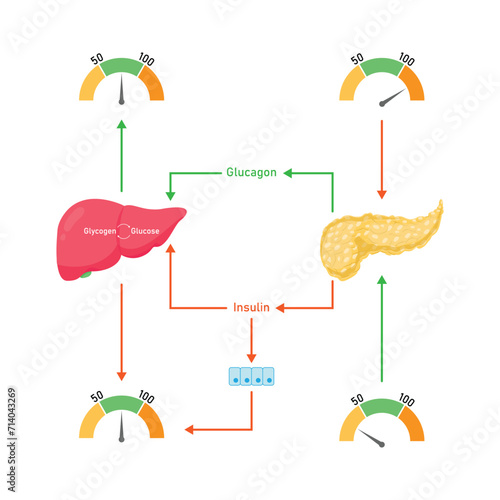 Blood Sugar Regulation Scientific Design. Vector Illustration.