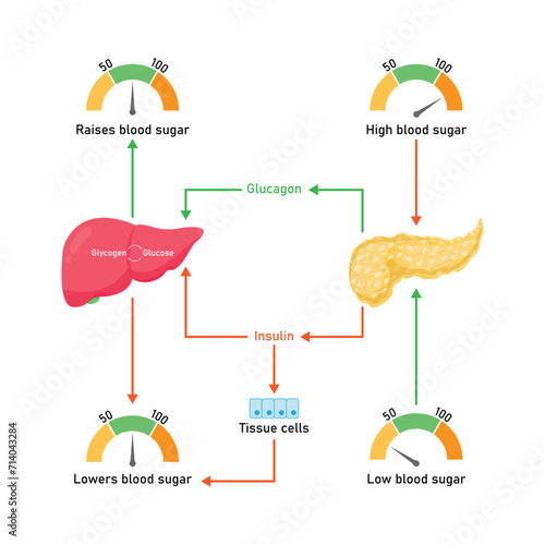 Blood Sugar Regulation Scientific Design. Vector Illustration.