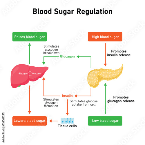 Blood Sugar Regulation Scientific Design. Vector Illustration.