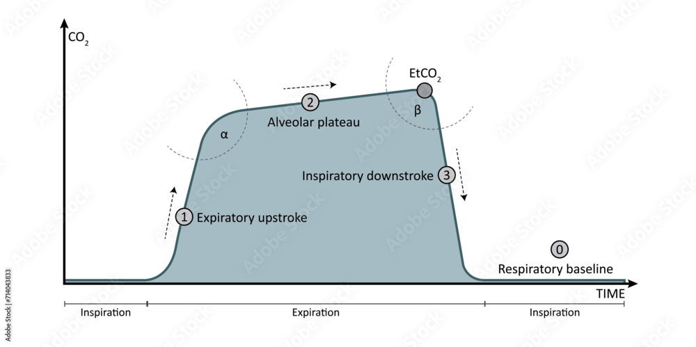 Vector Illustration of EtCO2 Capnography Waveform Stock Vector | Adobe ...