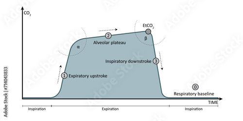 Vector Illustration of EtCO2 Capnography Waveform