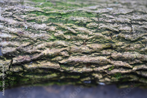 Close up of moss structure
