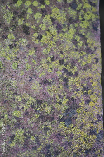 Close up of moss structure