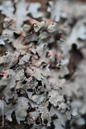 close up of lichen on a tree
