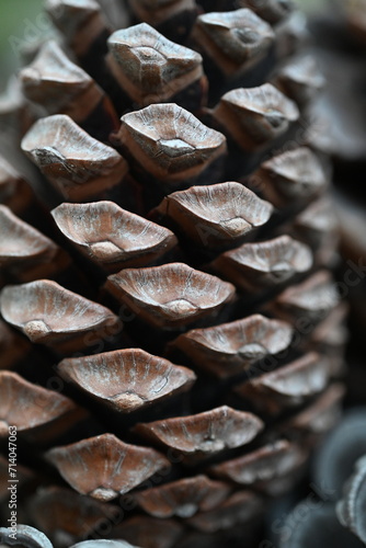 close up of an pine cone