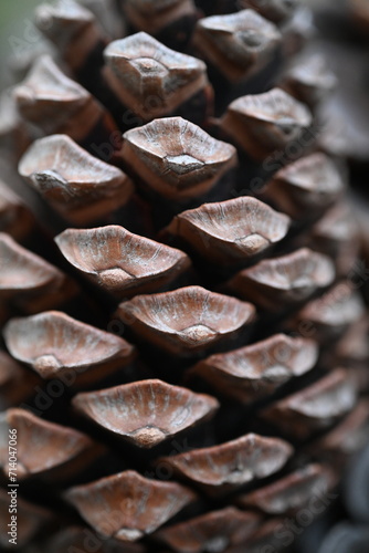 close up of an pine cone