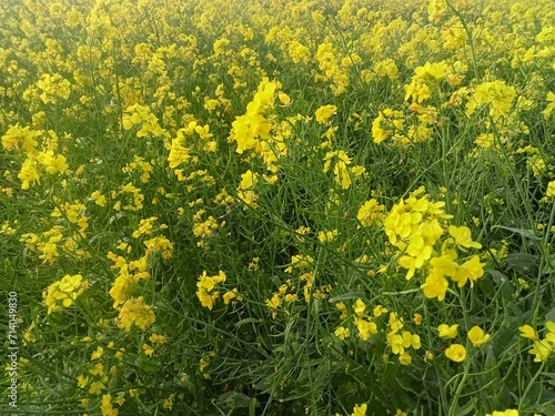 Mustard tree bloom in a field in springtime.