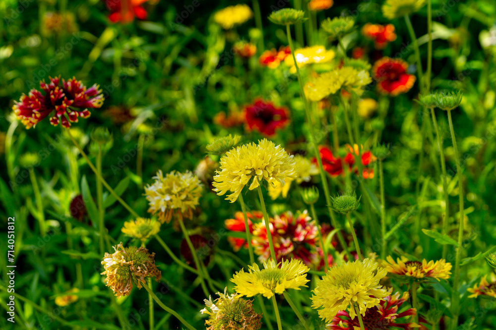 The yellow and red flowers of gaillardia in the summer garden.