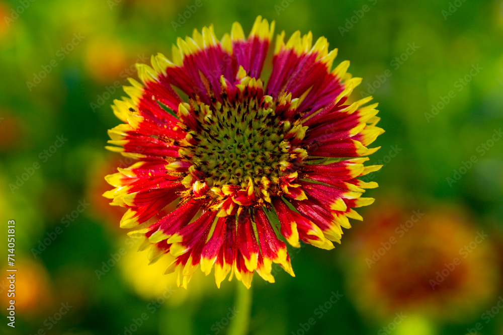 The red flower of gaillardia in the summer garden The red flower of gaillardia in the summer garden