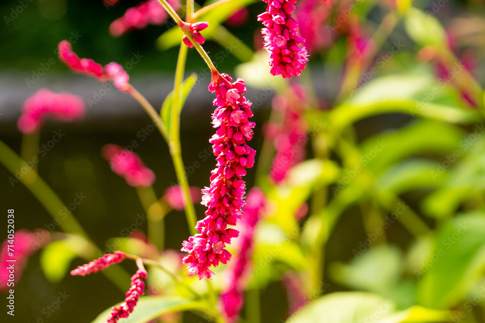 The persicaria orientalis in the summer garden The persicaria orientalis in the summer garden