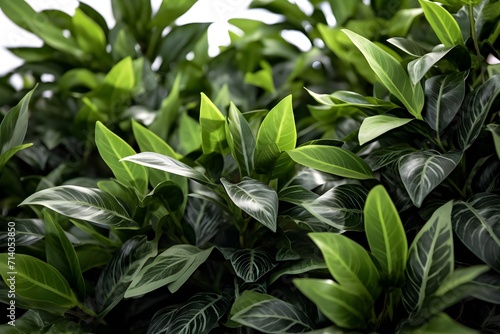 tropical green leaves bush
