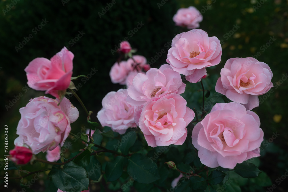 Pink roses on dark green leaves background. Tender pink petals of pine rose Pink roses on dark green leaves background. Tender pink petals of pine rose