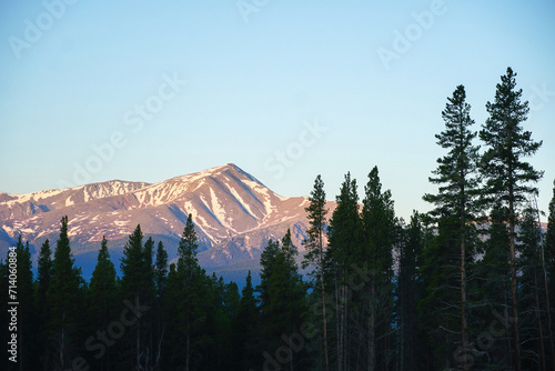 Snowy Mt Elbert peeking through lodgepole pine trees at sunrise with light blue open sky