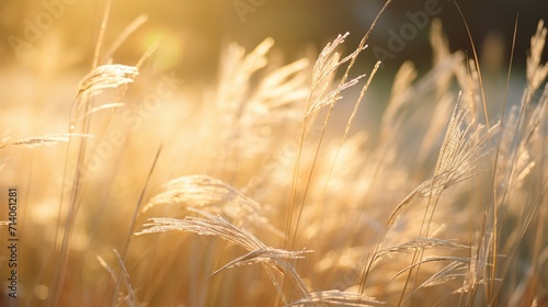 Dew-Kissed Wild Grass in Radiant Morning Light 