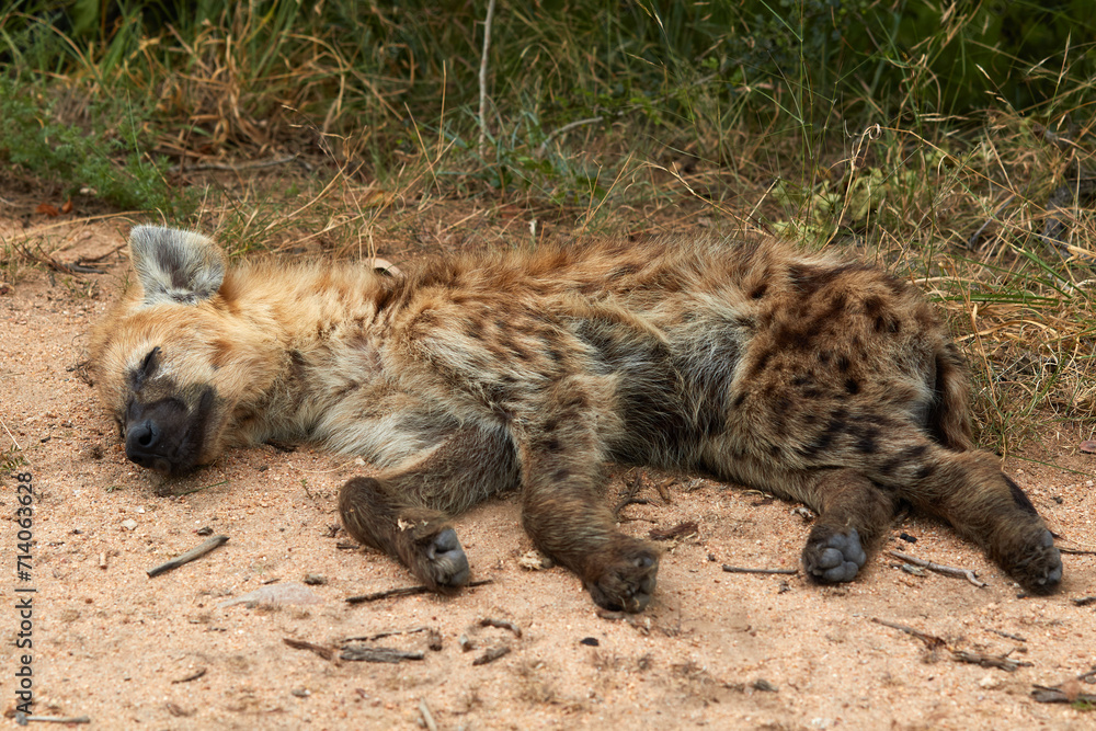 Hyena cub lying down in the savannah Hyena cub lying down in the savannah