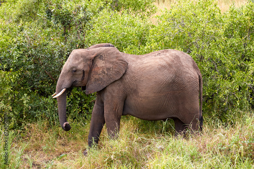 Big African Elephant in the African bush.