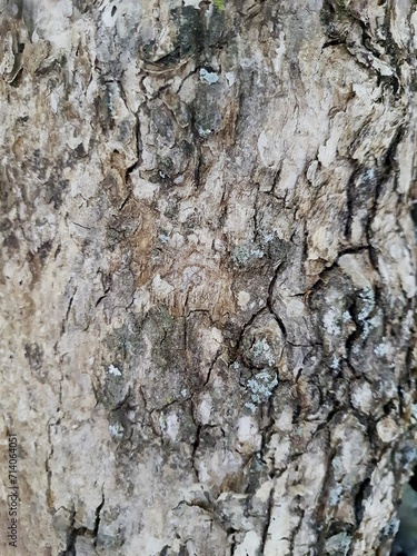 Surface of the trunk of an ancient tree, full screen, front view. Backgrounds and Textures