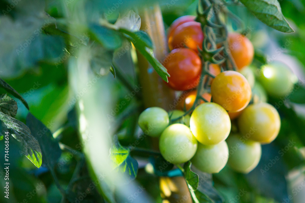 cherry tomatoes hanging on the rocco and green colored plant
cherry tomatoes hanging on the rocco and green colored plant