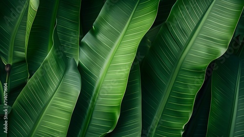 Banana leaves background. Lush young banana tree leaf. Rainforest, ecology, nature, background. Wide format 