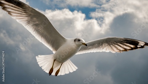 seagull flying in the sky.a seagull soaring against a partly cloudy sky. Pay attention to the details of the bird's feathers and the interplay of light and shadow.
