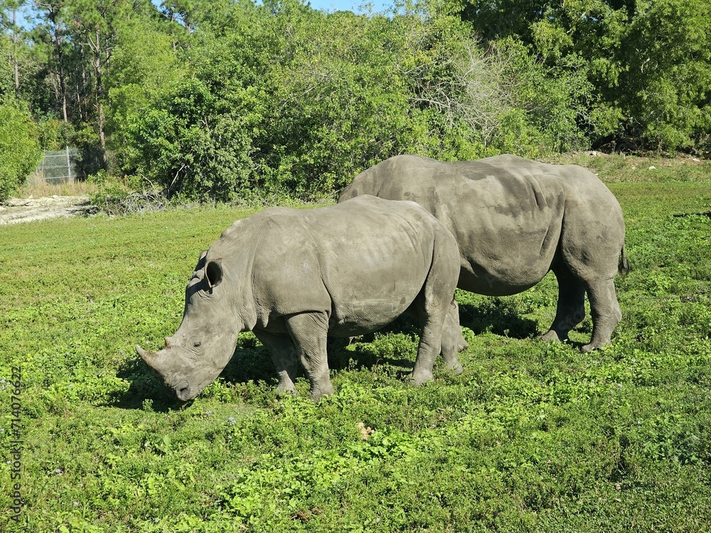 Fototapeta premium Rhinoceros Plant community Natural landscape White rhinoceros Plant Grassland