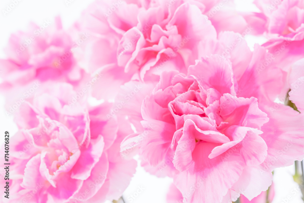 ピンク色のカーネーションの花