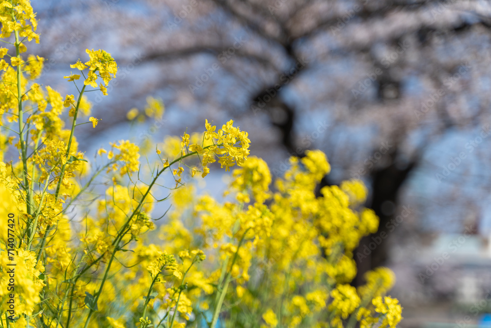 Spring Harmony: Cherry Blossoms and Vibrant Canola Flowers in Full Bloom 満開の桜 菜の花畑 春 Spring Harmony: Cherry Blossoms and Vibrant Canola Flowers in Full Bloom 満開の桜 菜の花畑 春