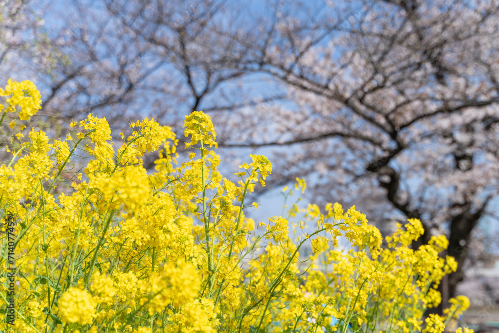 Spring Harmony: Cherry Blossoms and Vibrant Canola Flowers in Full Bloom 満開の桜 菜の花畑 春 Spring Harmony: Cherry Blossoms and Vibrant Canola Flowers in Full Bloom 満開の桜 菜の花畑 春