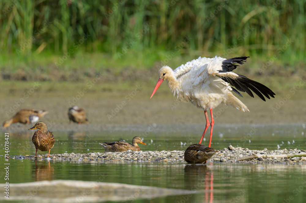 A White Stork standing near a pond