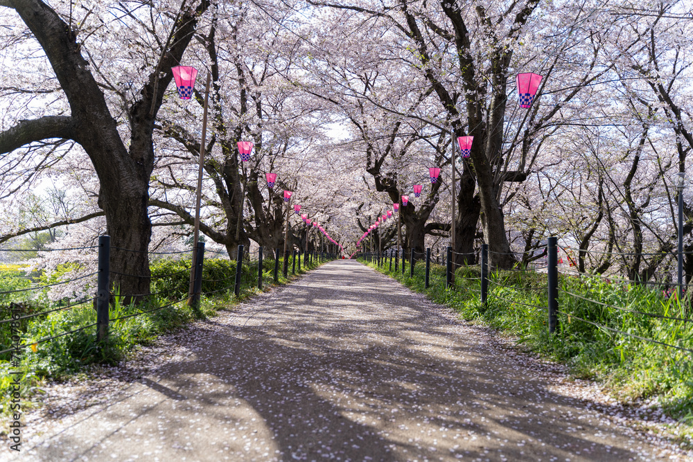 Lantern-Lined Cherry Blossom Lane at Gongendo Park, Satte 桜まつり 桜並木と提灯