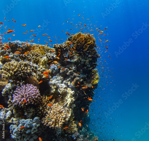 Underwater Tropical Corals Reef with colorful sea fish. Marine life sea world. Tropical colourful underwater seascape.