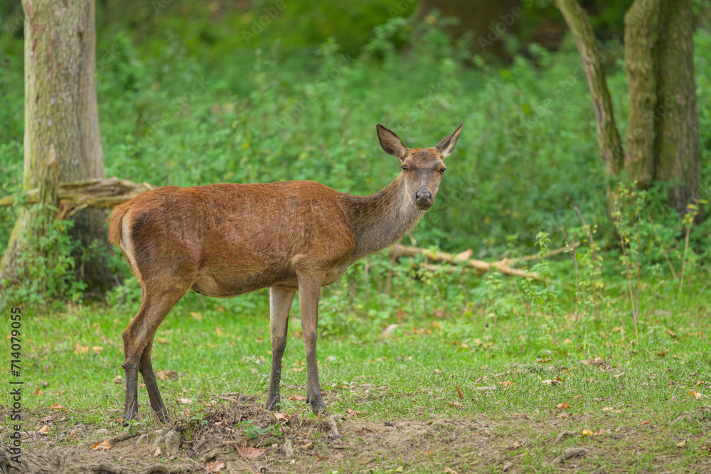 A red deer in a park in autumn