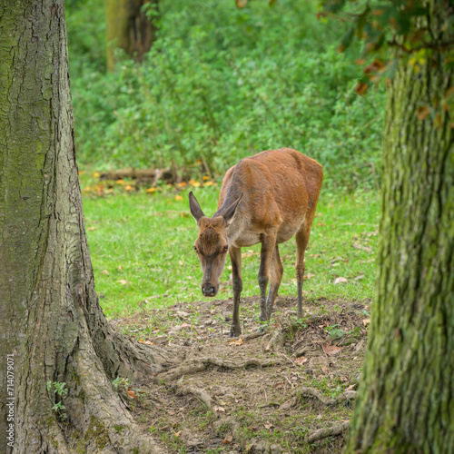 A red deer in a park in autumn