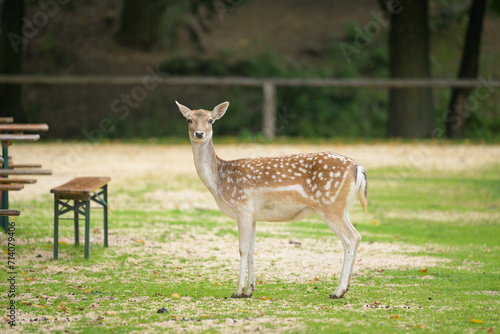 A female fallow deer in a park in autumn © Stefan